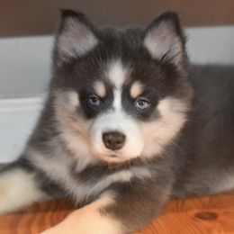 Psylocke - Blue female Pomsky puppy in Boonville, Indiana from Elysian Pomskies