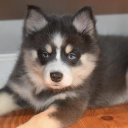 Psylocke - Blue female Pomsky puppy in Boonville, Indiana from Elysian Pomskies