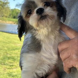 Ellie - Shih Tzu