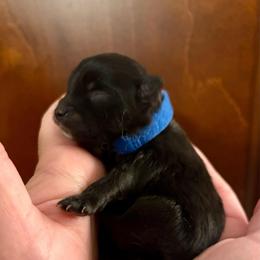 Henry - Black male Pomeranian puppy in Springfield, Missouri from Hope Mountain Pomeranians