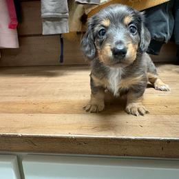 Jewel - Dapple female Dachshund puppy in Fredericksburg, Ohio from William's Dachshunds