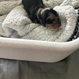 Roxy - Dapple female Dachshund puppy in Tomball, Texas from Gutierrez House of Doxies