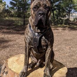Cane Corso from Kinesava Cane Corsos