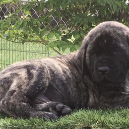 Mastiffs and Yorkshire Terriers from Luper’s Country Critters