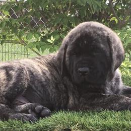 Mastiffs and Yorkshire Terriers from Luper’s Country Critters