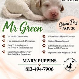 Mr Green - Buff and white male Cockapoo puppy in Tampa, Florida from Mary Puppins