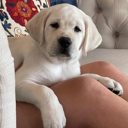 Labrador Retriever Puppies from Kylie's White Labradors of Scottsdale