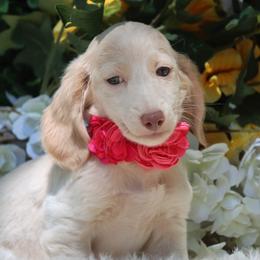 Camellia - Cream female Dachshund puppy in Woodbine, Georgia from Bowdachs Cream Pies