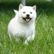 Hokkaido Puppies from Apricity Kennel