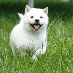 Hokkaido Puppies from Apricity Kennel