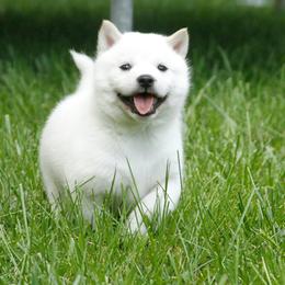 Hokkaido Puppies from Apricity Kennel