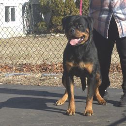 Nadia - Rottweiler