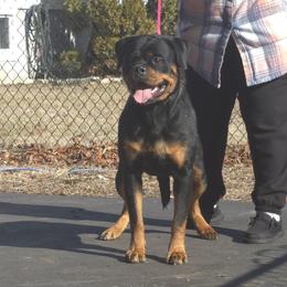 Nadia - Rottweiler