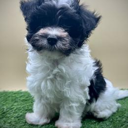 Zipper - Black and white male Havanese puppy in Hendersonville, North Carolina from Kim's Cove Dog Co.