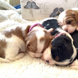 Cavalier King Charles Spaniel Puppies from Windgate Cavaliers