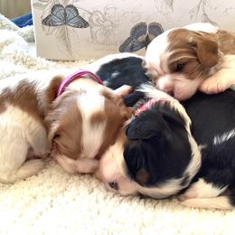 Cavalier King Charles Spaniel Puppies from Windgate Cavaliers