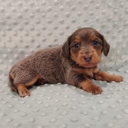 Puppy 1 - Blue and tan female Dachshund puppy in Krum, Texas from Dots N Spots Dachshunds