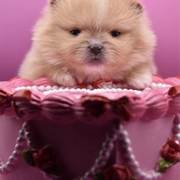 Belle - Orange female Pomeranian puppy in Westminster, Colorado from VanityPom’s