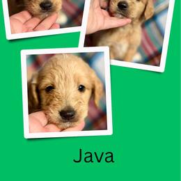 Java - Apricot male Goldendoodle puppy in Bluefield, Virginia from Love on a Leash