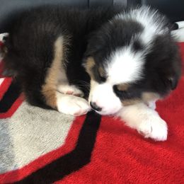 Australian Shepherd Puppies from NorthRidge Australian Shepherds