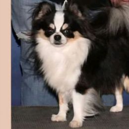 Fats - Chihuahua