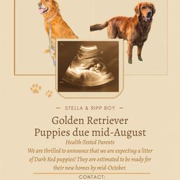 Golden Retriever puppies from SnowPeakPaws