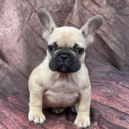 French Bulldogs from Blue Mountain Frenchies