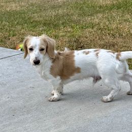 Declan - Cream male Dachshund puppy in Lakeland, Florida from Ruthie’s Rich Mini Dachshunds