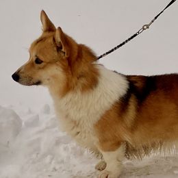 Ranger - Pembroke Welsh Corgi
