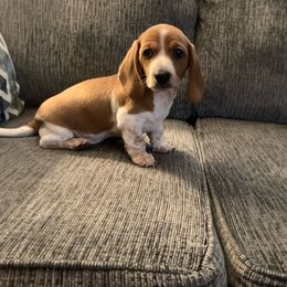 Dachshund Puppies from Wee Doggies Inc Just Dachshunds