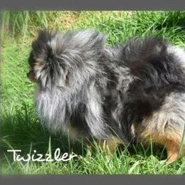 Twizzler - Pomeranian