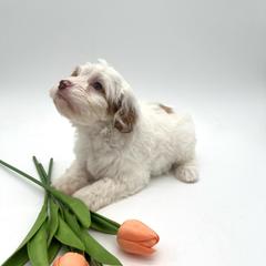 Pearl - Cream female Australian Labradoodle puppy in Denton, Texas from Dignity Labradoodles