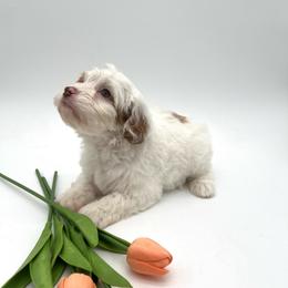 Pearl - Cream female Australian Labradoodle puppy in Denton, Texas from Dignity Labradoodles