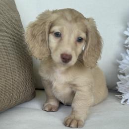 Bella - Cream female Dachshund puppy in Bentonville, Arkansas from Boujee Buns Dachshunds