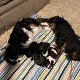 Cavalier King Charles Spaniel All Grown Up from Pam Comes