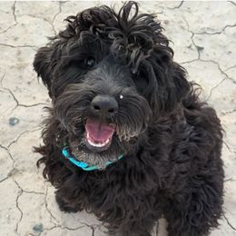 Norie - Australian Labradoodle