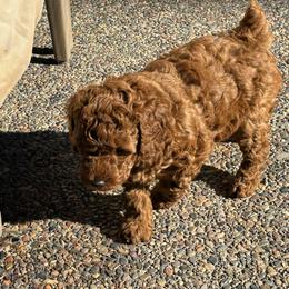 Tater - Red  male Poodle puppy in Vacaville, California from Little Gall Reds