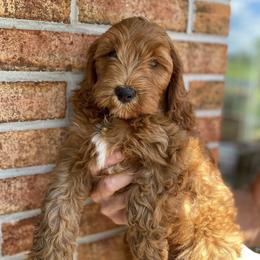 Cockapoo Puppies from Chesapeake Cockapoos