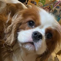 Chewbacca - Cavalier King Charles Spaniel