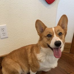 Beth - Pembroke Welsh Corgi