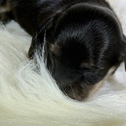 Meredith - Black and cream female Dachshund puppy in Oregon from SoCo Dachshunds