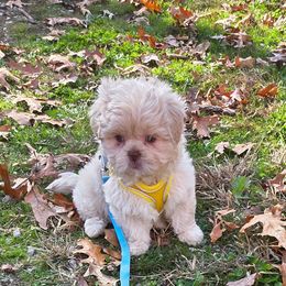 Gracie (Lark) - Cream and white female Shih Tzu puppy in Brighton, Missouri from Morningstar's Shih Tzu