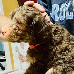 Sage - Australian Labradoodle