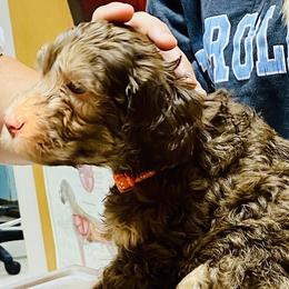 Sage - Australian Labradoodle