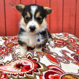 Eucalyptus - Black and tan female Pembroke Welsh Corgi puppy in Fortine, Montana from North Star Pembroke Welsh Corgi's