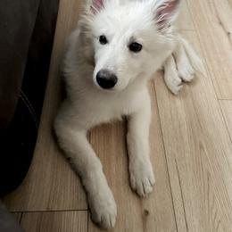 Berger Blanc Suisse Puppies from Moonlight Berger Blanc Suisses