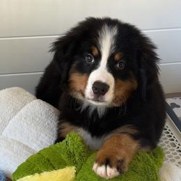 Hans - Tri-color male Bernese Mountain Dog puppy in Yuciapa, California from AlltheDoodlez_