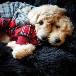 Goldendoodle Puppies from Goldendoodle Baby
