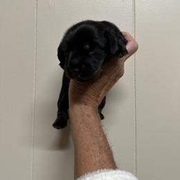 NA - Black and tan male Dachshund puppy in Georgetown, Arkansas from Wyatt's Dachshunds