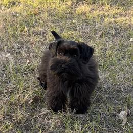 Maddie - Black female Miniature Schnauzer puppy in Brenham, Texas from Ashley Martinez